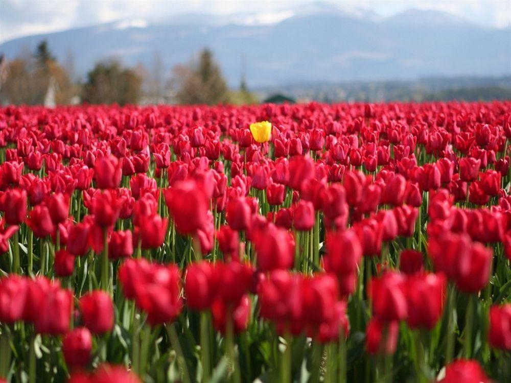 Red Tulip Hotel アンヘレス エクステリア 写真